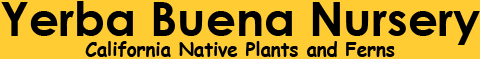 YBN Logo