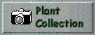 Plant Collection