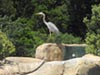 Blue Heron