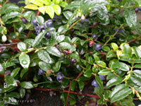 Vaccinium ovatum - Huckleberry