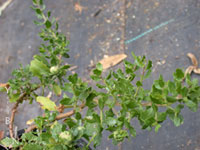 Baccharis pilularis pilularis 'Twin Peaks II' - Coyote Bush
