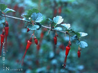 Ribes speciosum - Fuchsia-Flowered Gooseberry