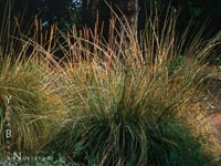 Muhlenbergia rigens - Deer Grass