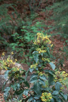 Berberis aquifolium - Oregon Grape