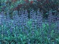 Salvia sonomensis - Creeping Sage