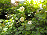 Vancouveria hexandra - Redwood Ivy