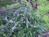 Ceanothus gloriosus 'Anchor Bay' - Point Reyes Ceanothus