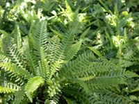 Blechnum spicant - Deer Fern