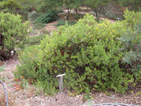 Arctostaphylos tomentosa rosei - Rose's Manzanita
