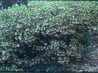 Arctostaphylos densiflora 'Howard McMinn' - Vine Hill Manzanita