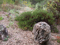 Arctostaphylos hookeri 'Ken Taylor' - Monterey Manzanita
