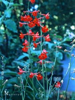 Delphinium cardinale - Scarlet Delphinium