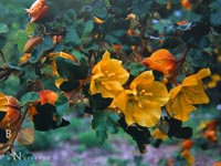 Fremontodendron californicum - Flannelbush