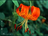 Lilium pardalinum pitkinense - Leopard Lily