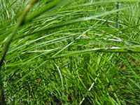 Festuca idahoensis - Idaho Fescue