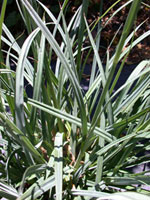 Carex spissa - San Diego Sedge