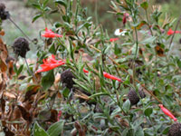 Epilobium 'Brilliant Smith' - California Fuchsia