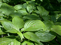 Cornus sessilis - Black-Fruit Dogwood