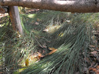 Festuca rubra - Red Fescue