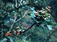 Berberis aquifolium dictyota 'Shasta Blue' - Oregon Grape