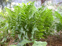Polypodium californicum 'Sarah Lyman' - California Polypody