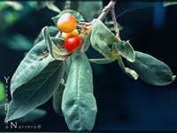 Rhamnus tomentella tomentella - Chaparral Coffeeberry