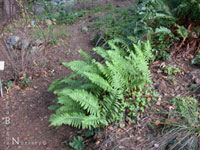 Polypodium californicum - California Polypody