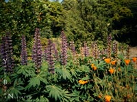 Lupinus polyphyllus - Marsh Lupine