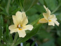 Mimulus longiflorus calycinus - Monkey-Flower