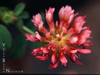 Trifolium wormskioldii - Clover