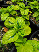 Ceanothus 'Diamond Heights' - Variegated Carmel Creeper