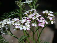 Achillea millefolium - Pink & White Yarrow