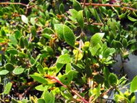 Arctostaphylos hookeri 'Buxifolia' - Manzanita