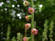Tellima grandiflora