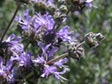 Salvia 'Allen Chickering'
