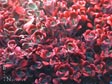 Sedum spathulifolium 'Blood Red'