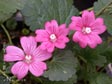 Sidalcea malvaeflora 'Palustre'