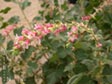Ribes malvaceum viridifolium 'Ortega Beauty'