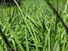 Muhlenbergia rigens - Deer Grass