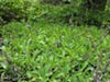 Salvia sonomensis - Creeping Sage