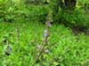 Salvia sonomensis - Creeping Sage