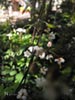 Vancouveria hexandra - Redwood Ivy