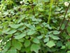 Vancouveria hexandra - Redwood Ivy