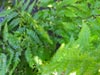 Woodwardia fimbriata - Giant Western Chain Fern