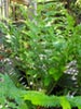 Woodwardia fimbriata - Giant Western Chain Fern