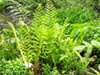Woodwardia fimbriata - Giant Western Chain Fern