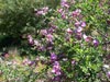 Pickeringia montana - 