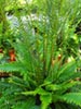 Blechnum spicant - Deer Fern