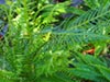 Blechnum spicant - Deer Fern