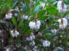 Arctostaphylos densiflora 'Howard McMinn' - Vine Hill Manzanita